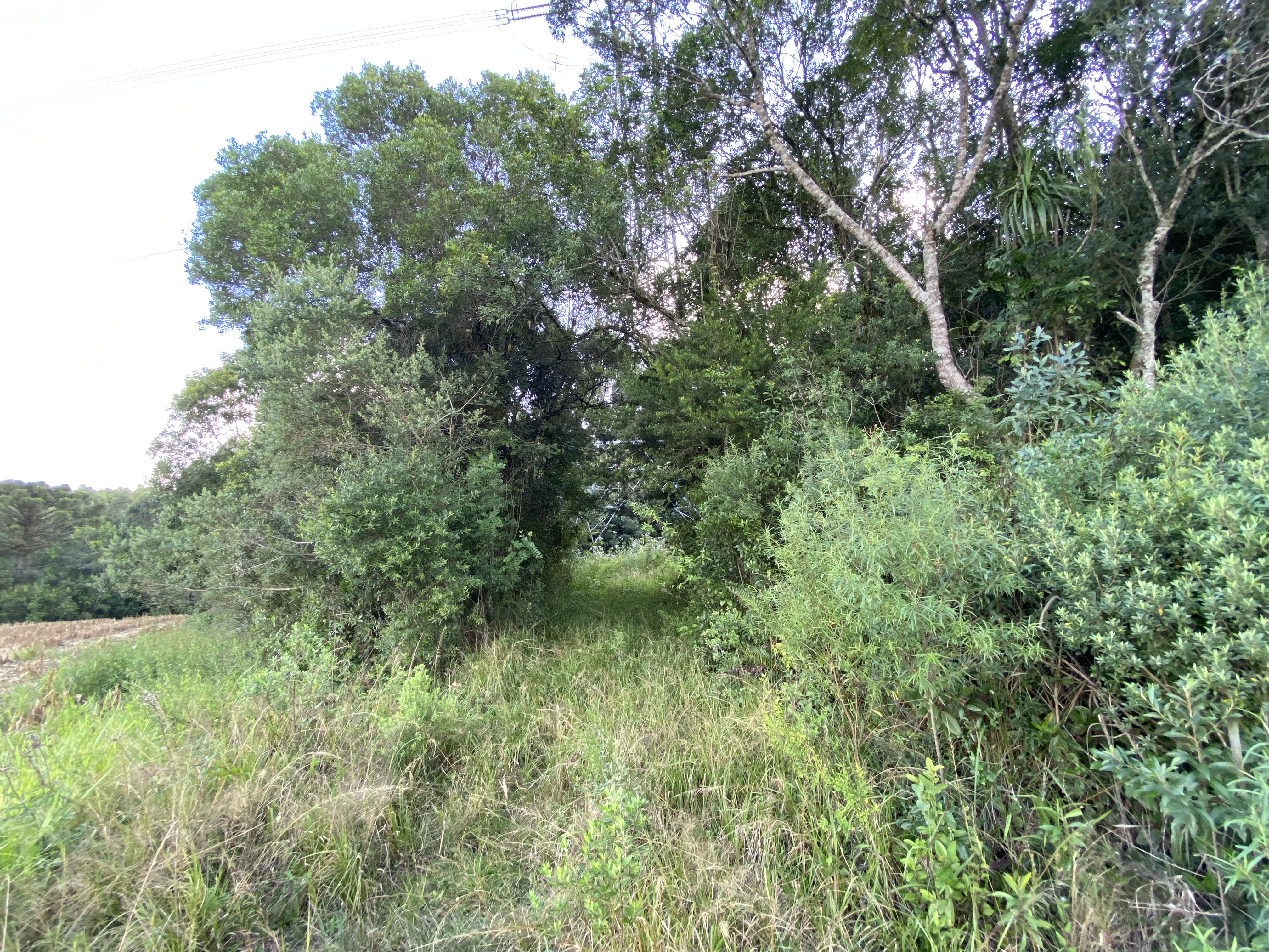 IMG-3420.jpg