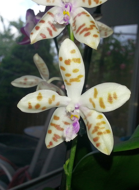 Phal_Li_Sun_High_2013-06-28.jpg